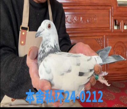 ˽����ţȮ��Ѫ��0212