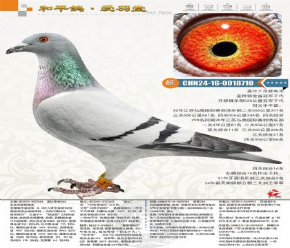 �Ǳȡ����ǲ��ˣ��������������ͭ���������ظ�������