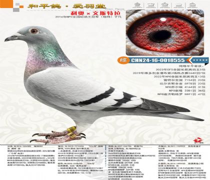 ���¡���˹������NPOȫ���׸����ھ������أ��Ӵ�