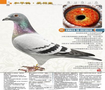 ����˫���ۺϹھ�����������ظ����ܹھ�������063�Ӵ�