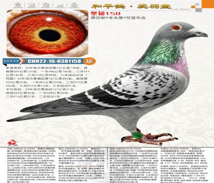 ���������ۺ�64�������Իƽ����ֱ�������������ۺ�����