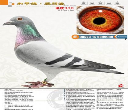 ���ǲ��ˡ��漣�����Ͽ�915ֱŮ������˫�عھ�ֱŮ