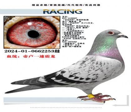 24年同母半平辈万羽大特比500公里19名