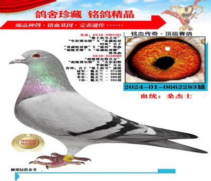 开尔钻石队 400公里256名全平辈