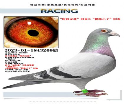 所向无敌X奶酪,公棚利器,实战精英