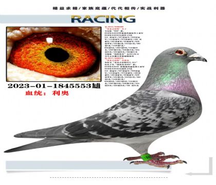 珍藏利奥吉伯特直孙,平辈24年万羽大特比双关季军军