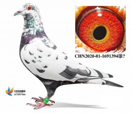 超级钟雄皮特兰