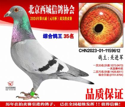 双关鸽王35名 1159612