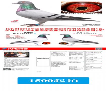 鸽友转让,闪电鸽舍 1677717