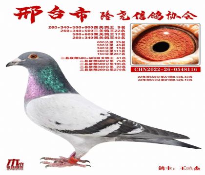 四关鸽王9名超级钟雄,中等体型