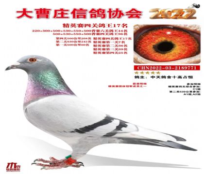 四关鸽王17名2189771