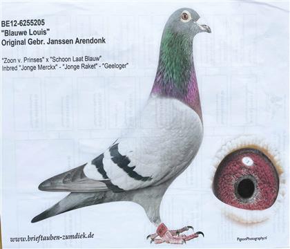 �R�����Ĕz����Ƭ