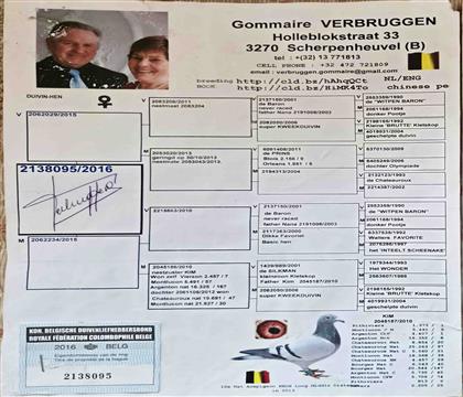 ԭʼѪ�y(t��ng)��(sh��)