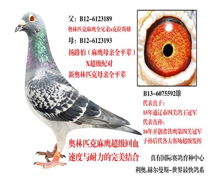 通遼鴿王冠軍之父