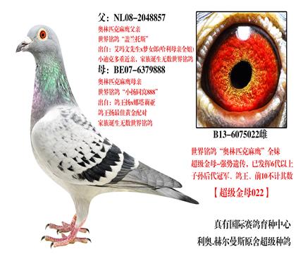 麻鷹全妹金母022