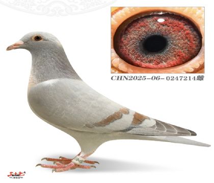 ���-����ߣ������룩