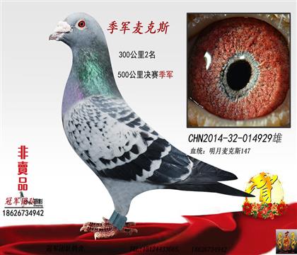 雄鸽父亲一季军麦克斯