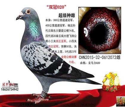 雄鸽母亲一双冠020