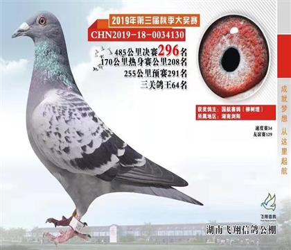 下代鸽一三关鸽王64位