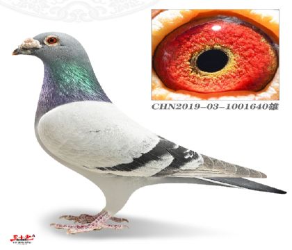 ��ɫ�뱱���ҿ���ҵ-�������583��