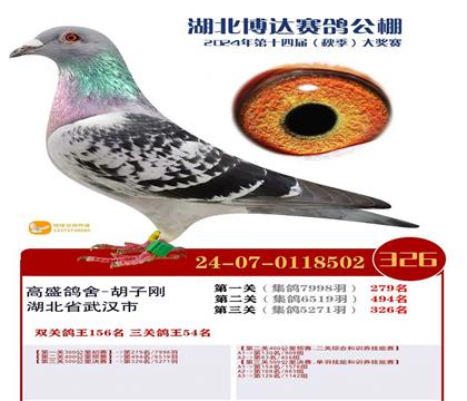 侄子一武汉博达三关鸽王54