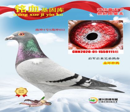 ��܊��������(zh��n)�����  ��h(hu��n)�N��111