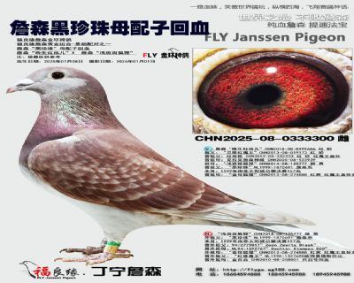 詹森黑珍珠母配子回血