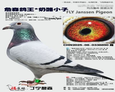 詹森鴿王/奶酪小子