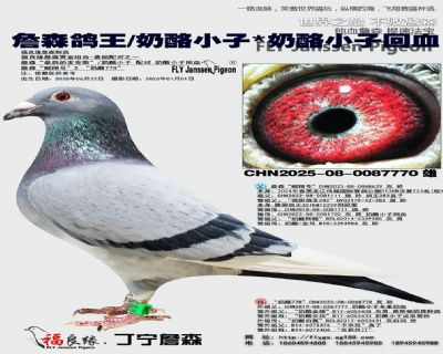 詹森鴿王/奶酪小子/奶酪小子