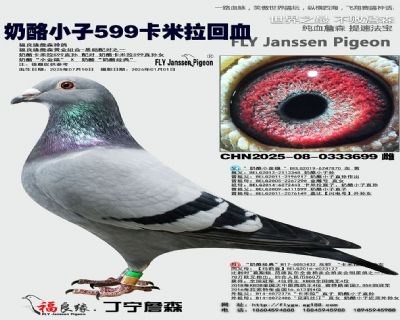 奶酪招牌種鴿“卡米拉”599回血