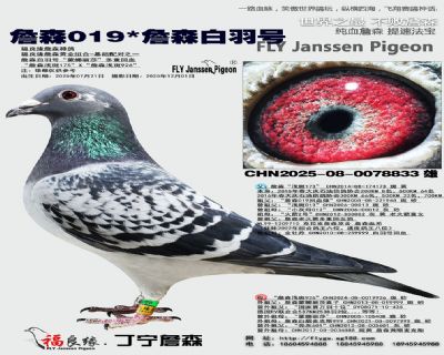 詹森019/詹森白羽號