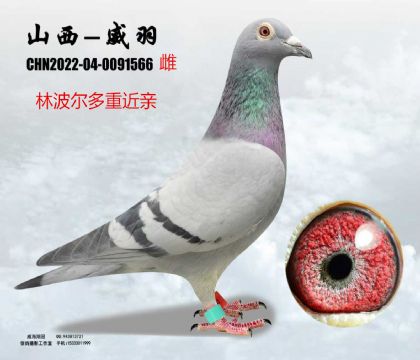 �ֲ������ؽ��H