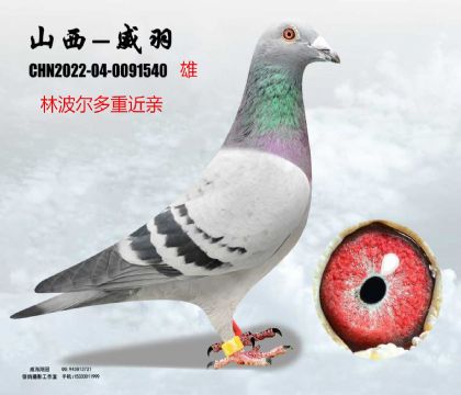 �ֲ������H�����N��