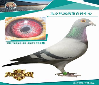 ���������ء�Ư��̖(h��o)��ֱ��X(ju��)�������ʺ�