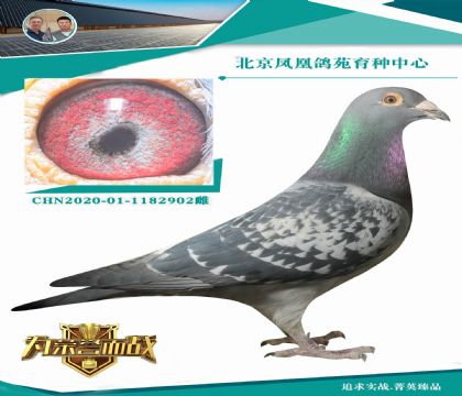 ����(j��)���ϵϡ�X���ϵϡ�������ĸ800����(j��)��