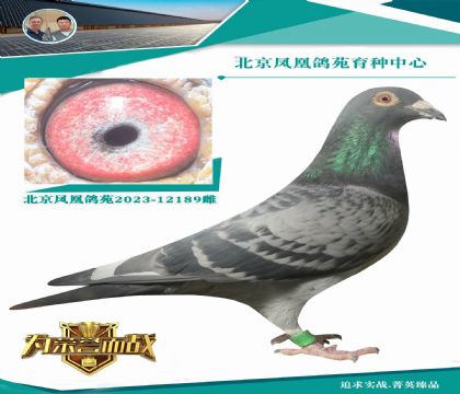 ���w�ꡱֱ�OX�w����