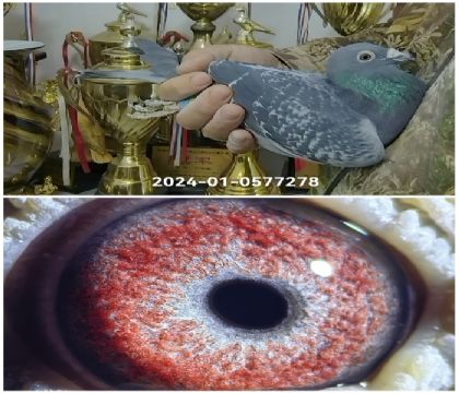 �����Ҳ�Ĭ��24-0577278