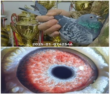 �����Ҳ�Ĭ��25-0742546