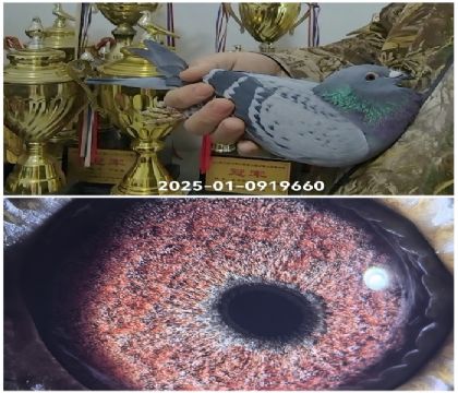 �����Ҳ�Ĭ��25-0919660