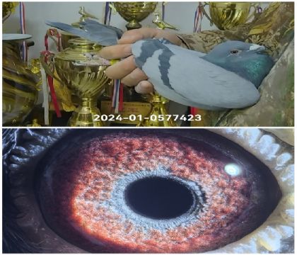 ���׵Ϸ���24-0577423