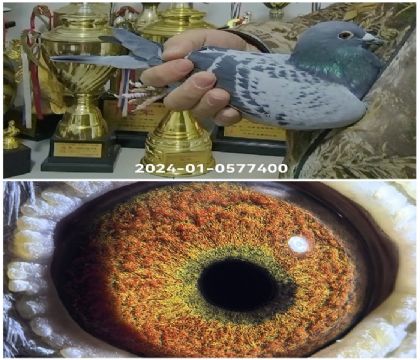 ��W�߿�24-0577400