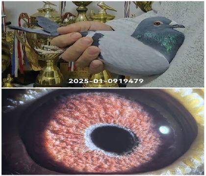 ɣ��ʿ���R��܊����25-0919479