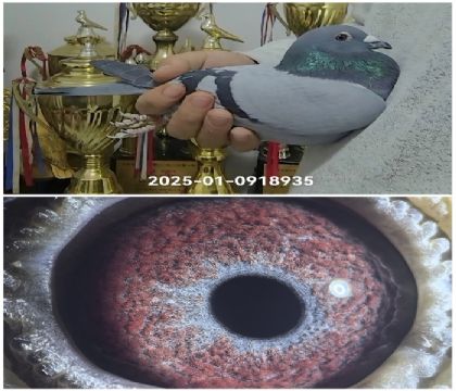 �w��25-0918935