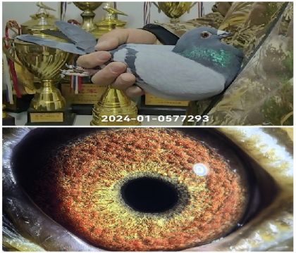 �����Ҳ�Ĭ��24-0577293