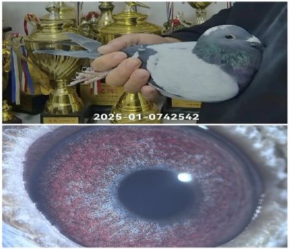 �w��25-0742542