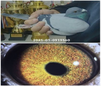 ������܊ֱ��25-0919560