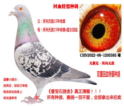 �����ˡ�����o����Ѫ