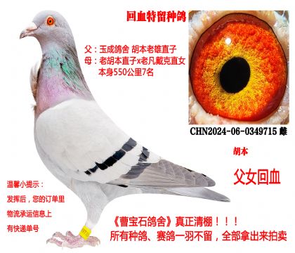 �������H��Ѫ��24�������N����