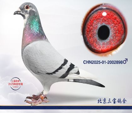 6.����x����Ѫϵ.2002898