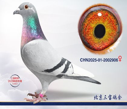 8.����Ѫϵ.2002906